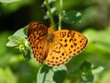 Marbled Fritillary (Brenthis daphne).jpg